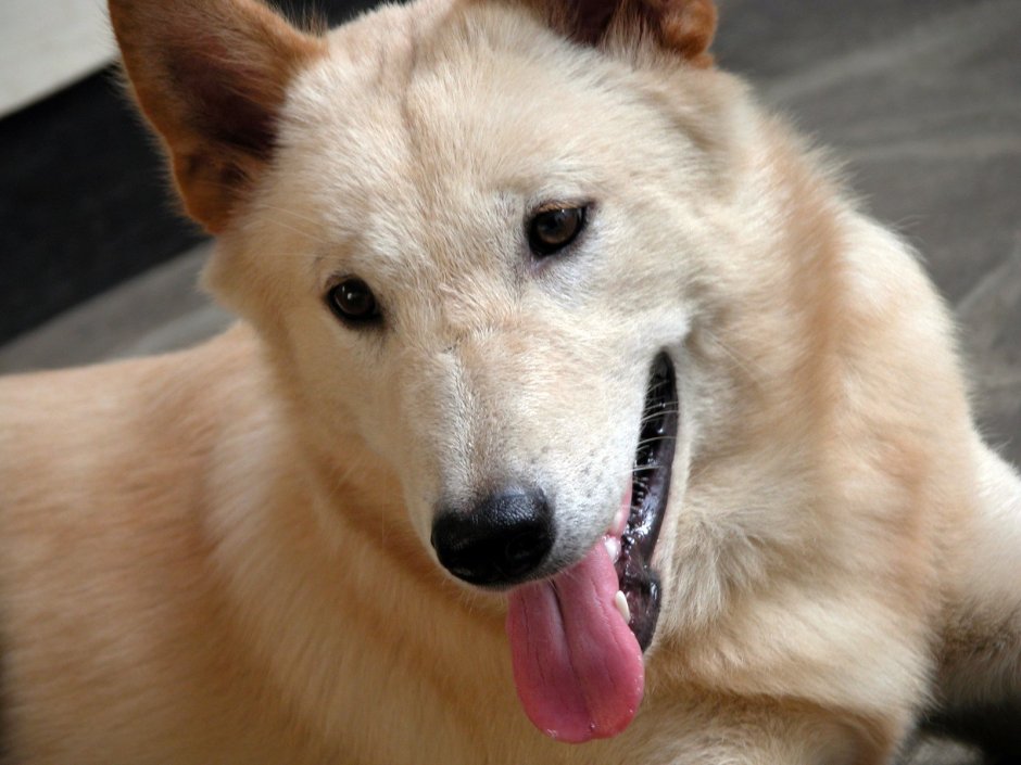 Кинтамани собака Bali Dog