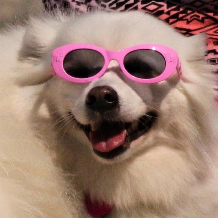 Померанский шпиц Teacup.