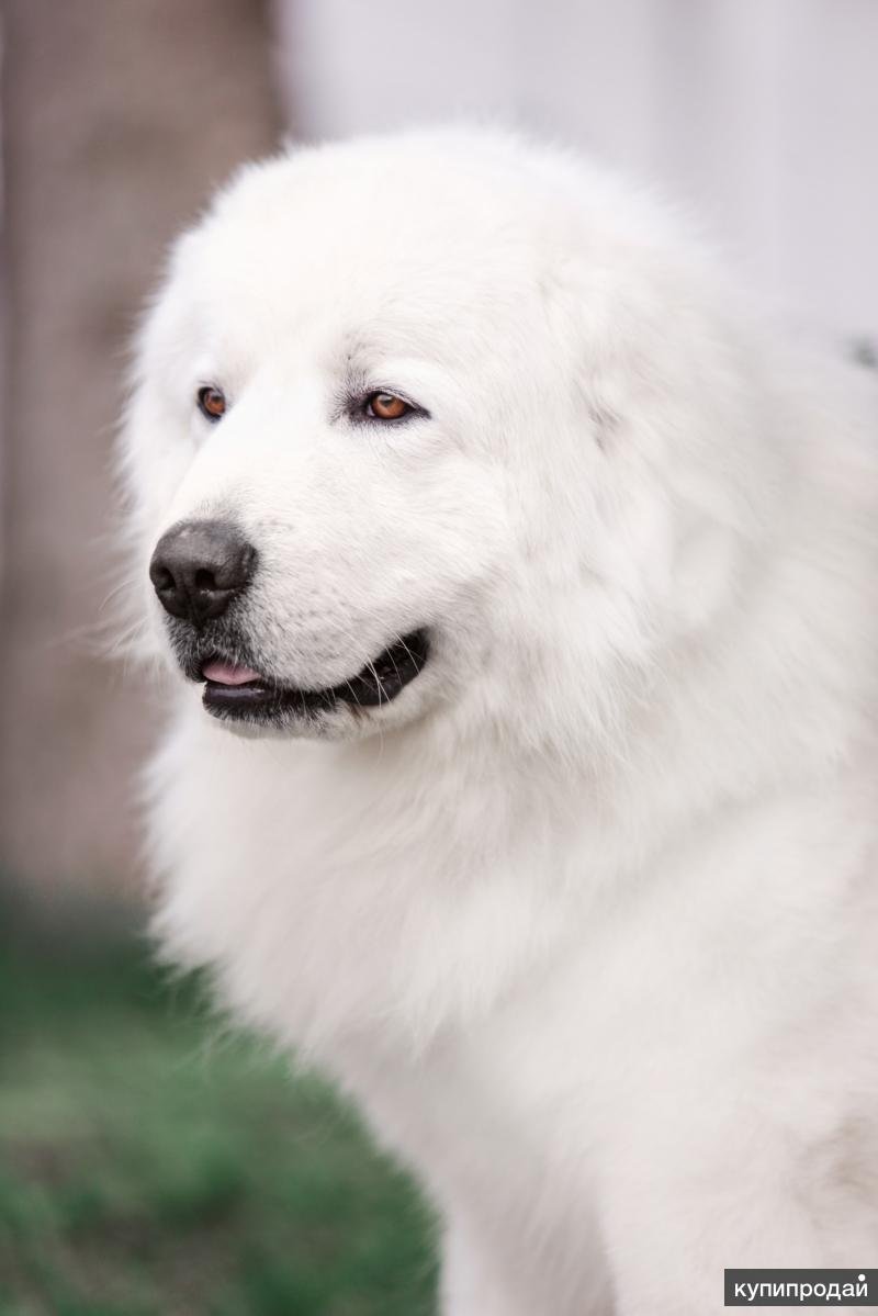 Мареемо абрусская овчарка