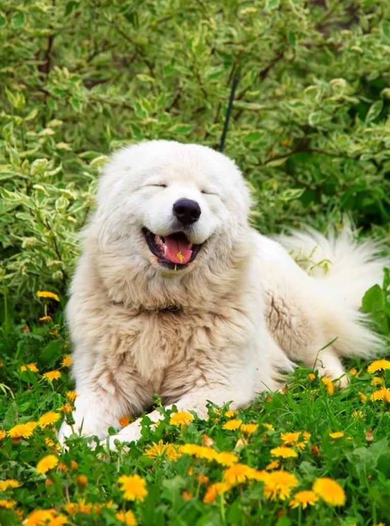 Померанский шпиц милашка