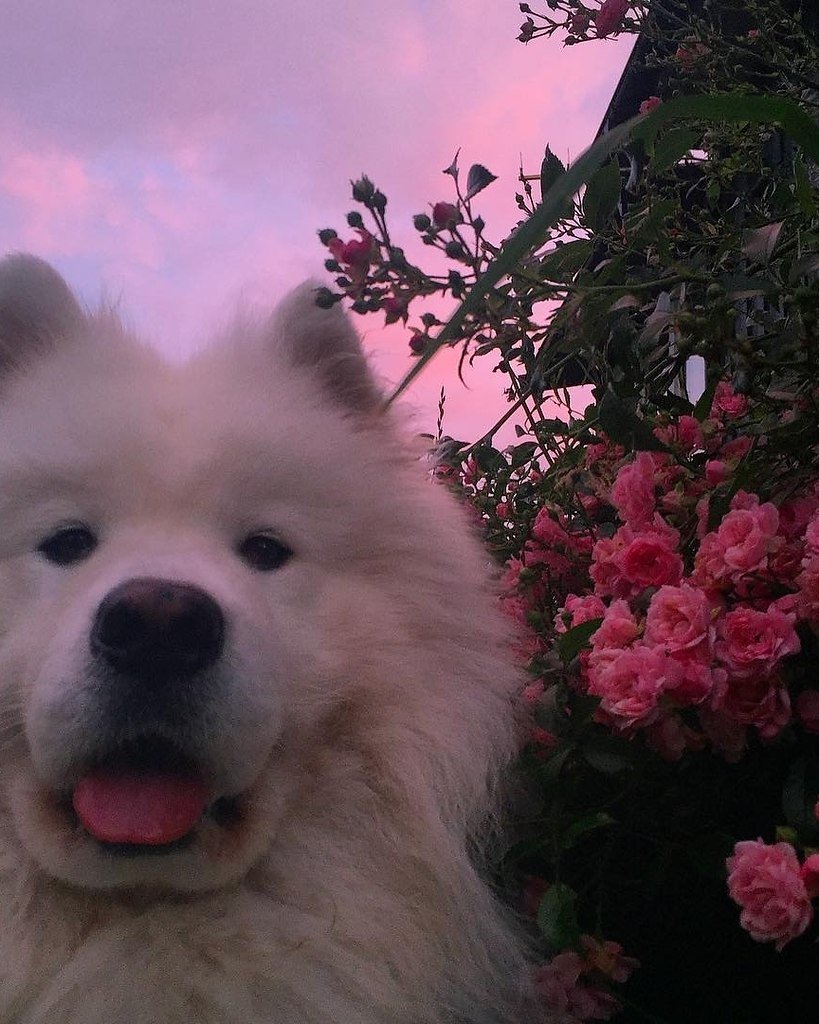 Мареммо-абруццкая овчарка