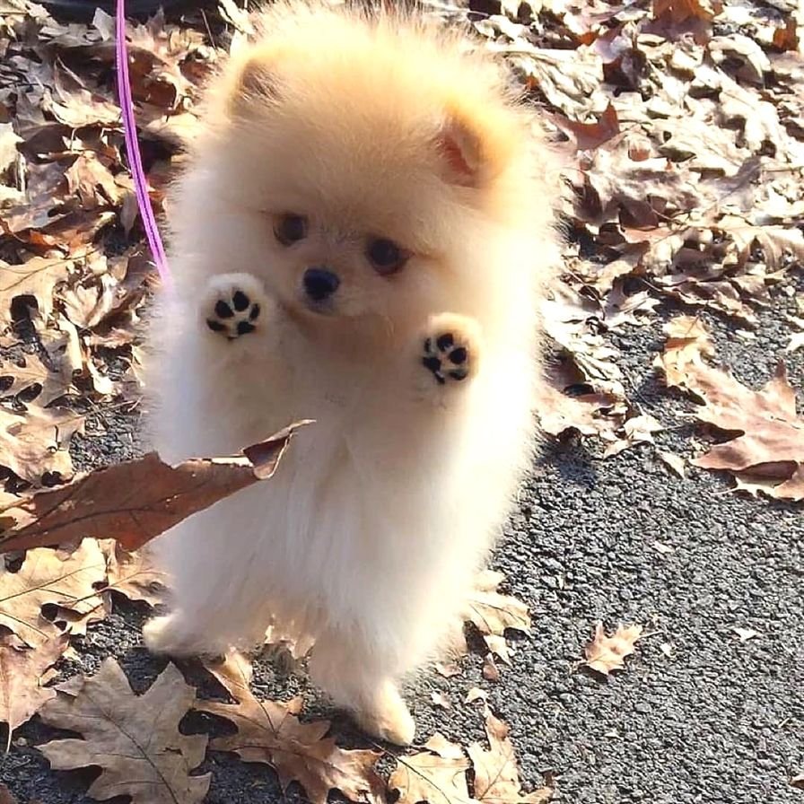 Собачка в снегу