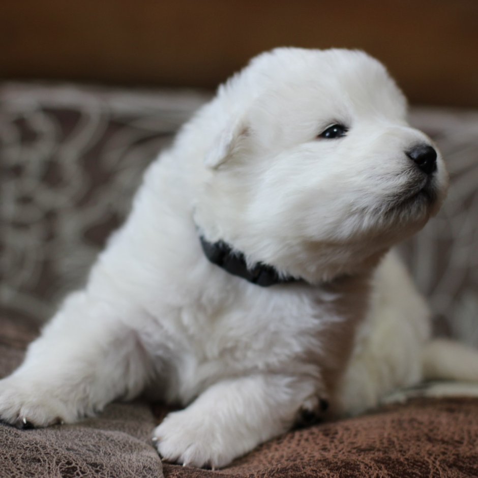 Метис Мареммы абруцкой овчарки и дворняги