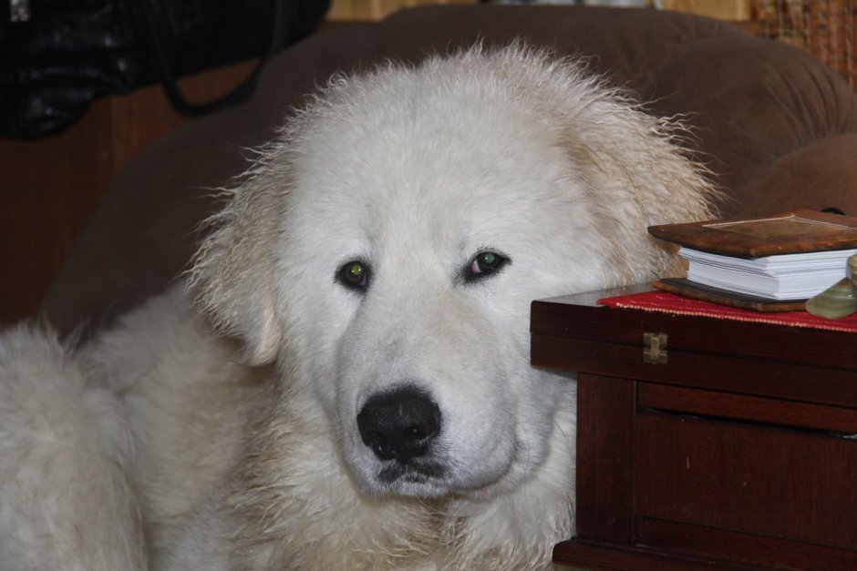 Место двух Абруцкий