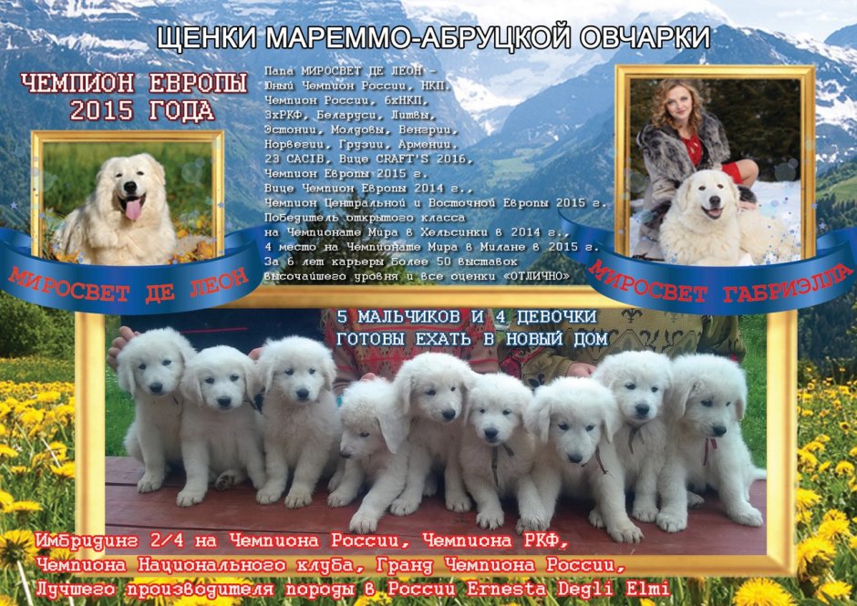 Мареммо-абруцкая овчарка метис