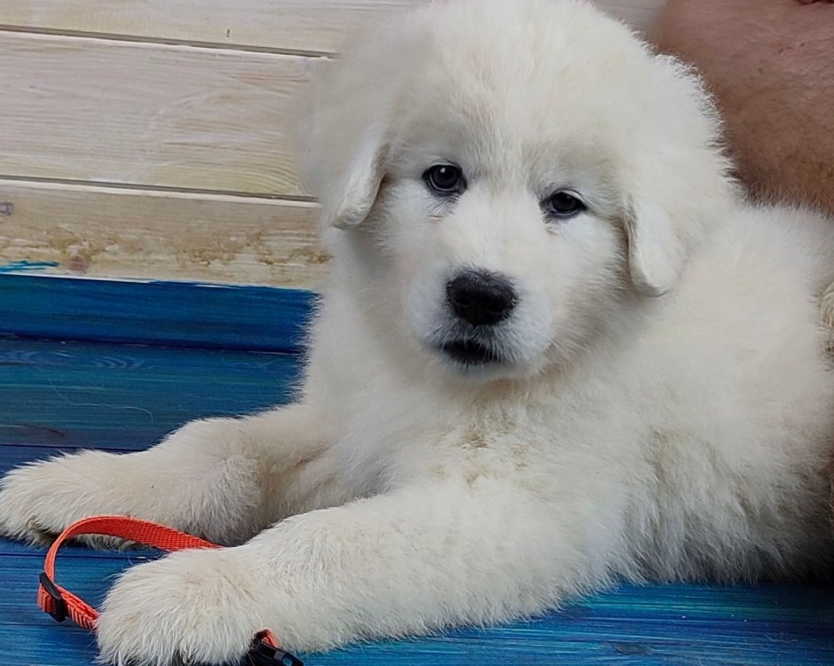 Мареммо абруцкая 2 месяца