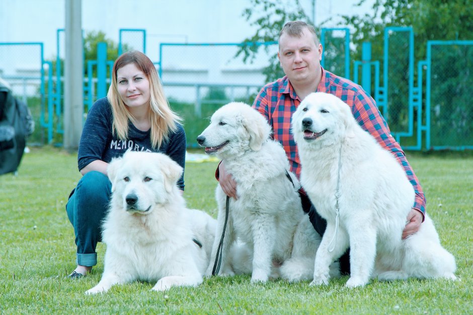 Маремма-абруццкая овчарка