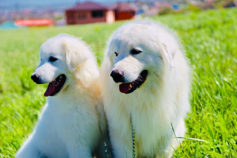 Овчарка Грация Императрица