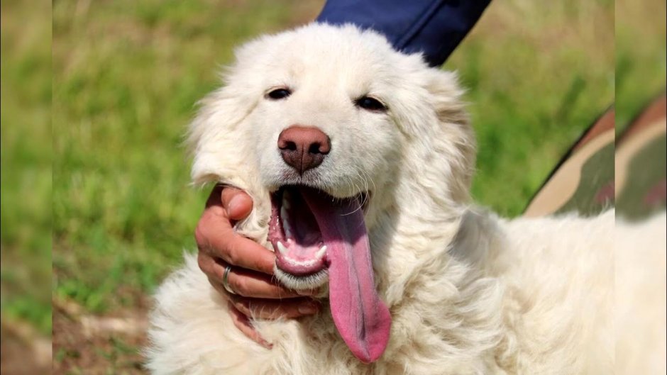 Маремма абруццкая