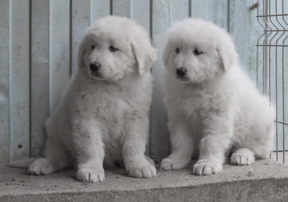 Маремма-абруццкая овчарка