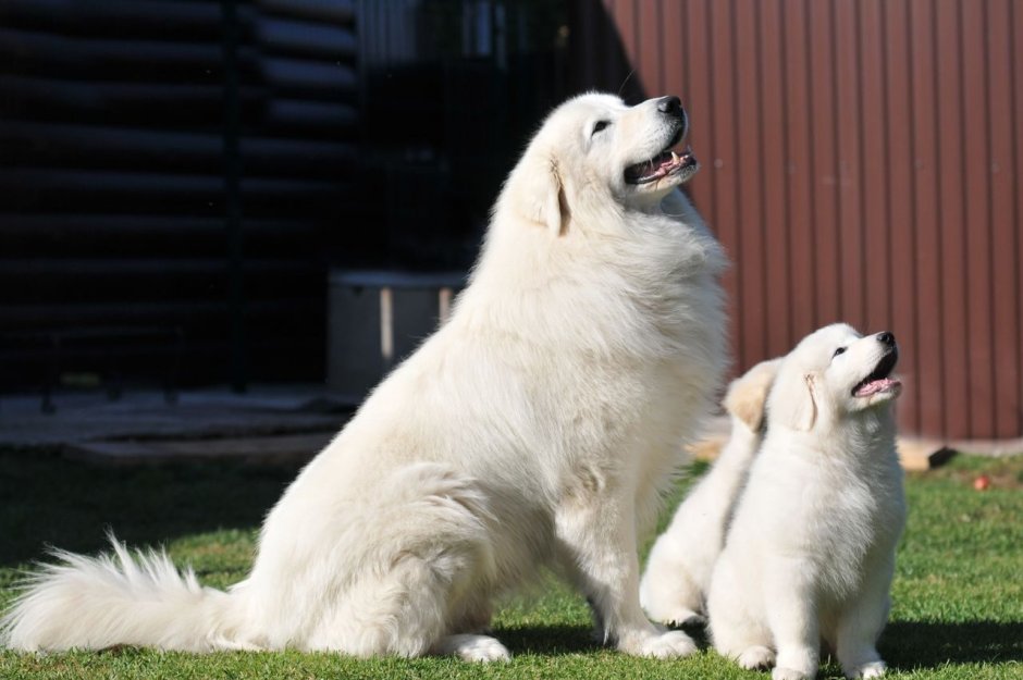 Итальянская овчарка Маремма абруццкая овчарка щенки