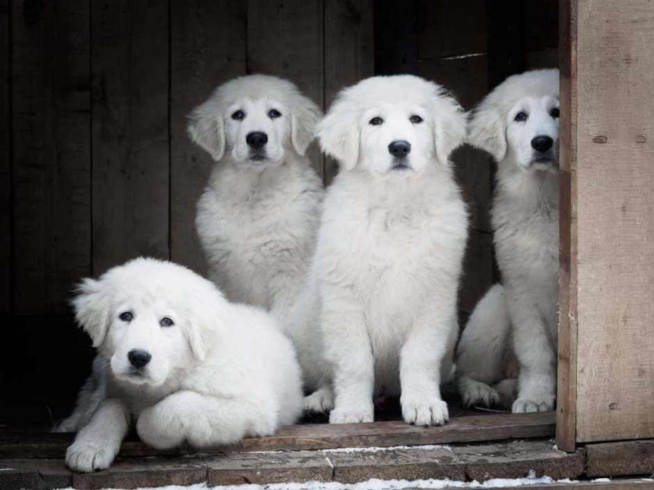 Пиренейская Горная собака щенки милые