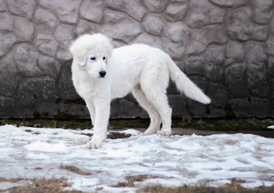 Маремма-абруццкая са