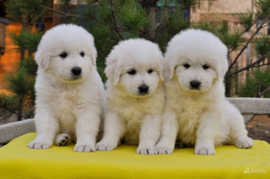 Маремма-абруццкая овчарка 5 месяцев