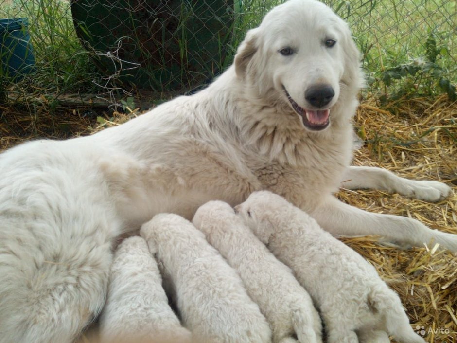 Маремма-абруццкая овчарка питомник