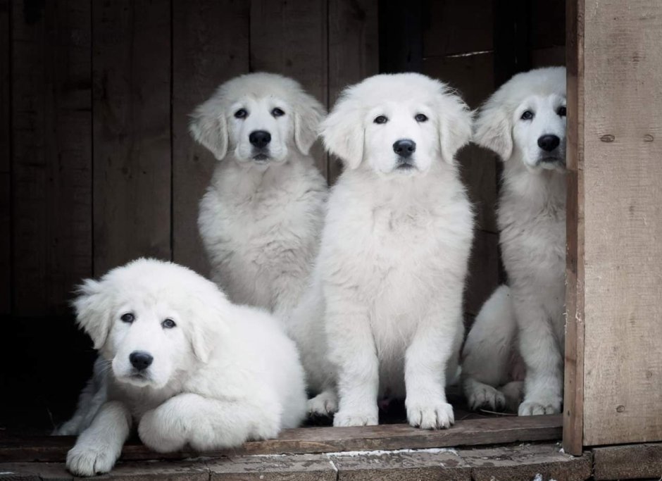 Выставки мареммо абруцкая овчарка