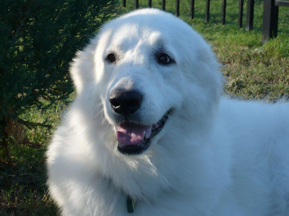 Моремо амбрудццкая овчарка