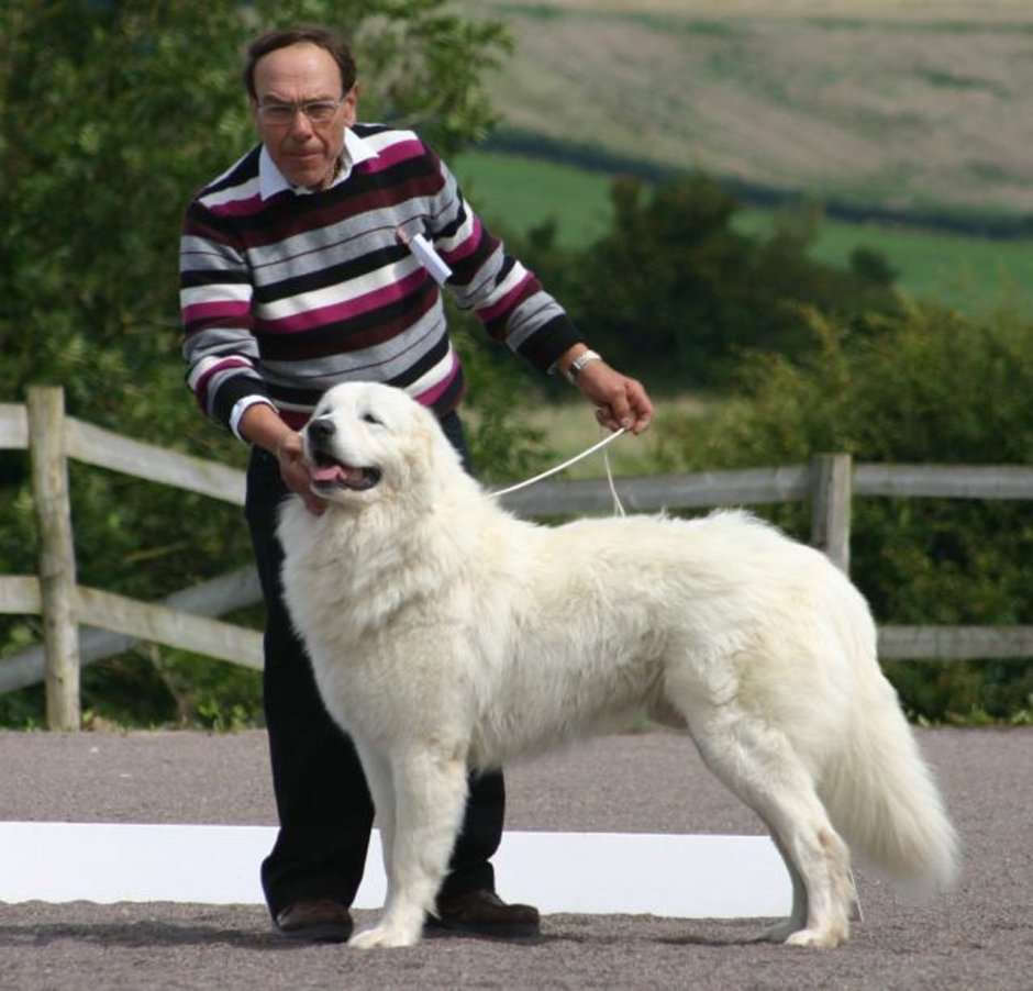 Собака-улыбака демотиватор