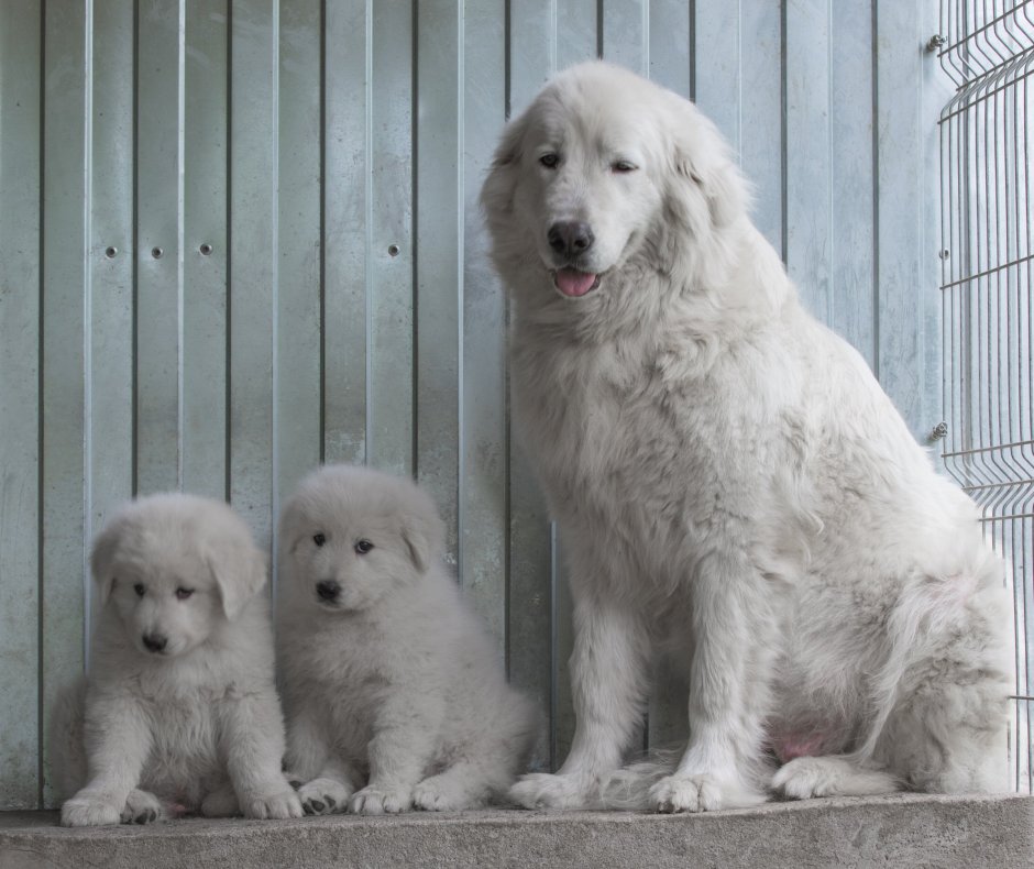 Милая белая собачка