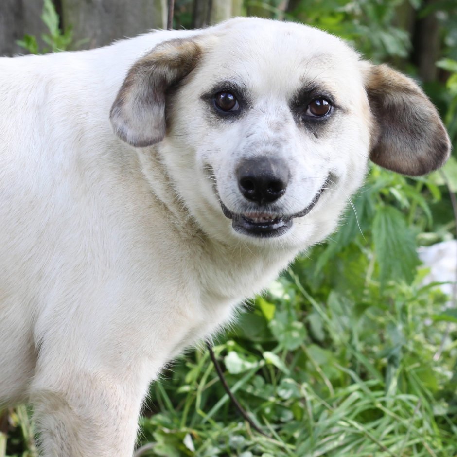 Забор большая собака