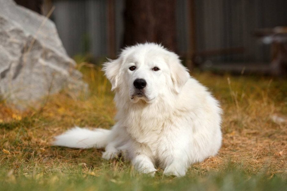 Овчарка Алемо-абруццкая