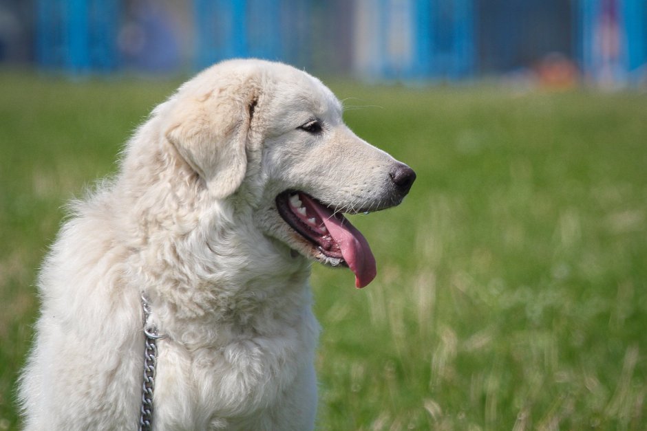 Маремма-абруццкая овчарка волкодав