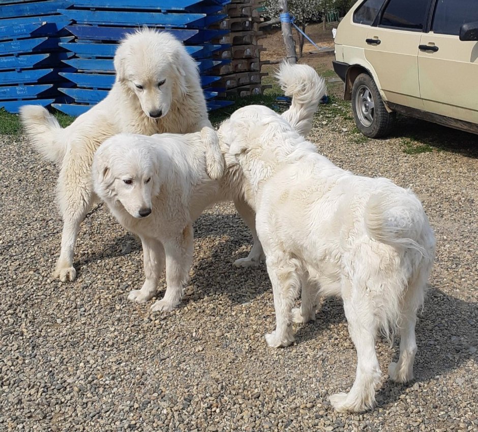 Маремма-абруццкая овчарка