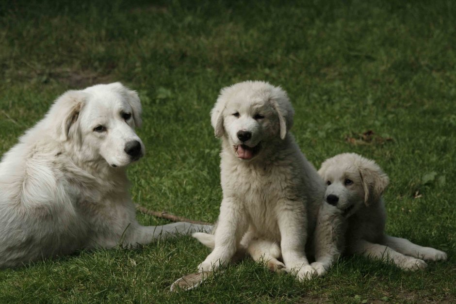 Мареммо-абруцкая овчарка (Маремма)