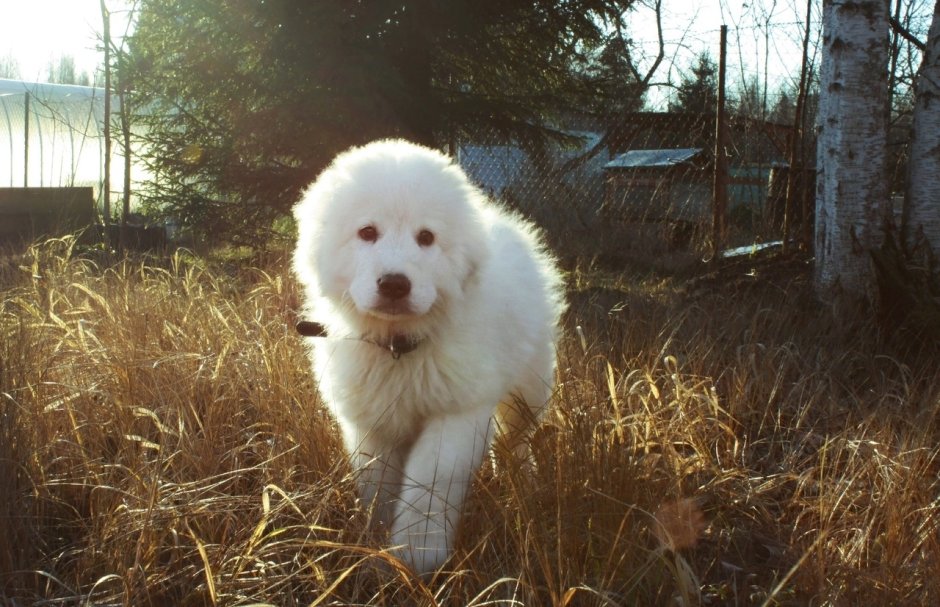 Белая овчарка Маремма