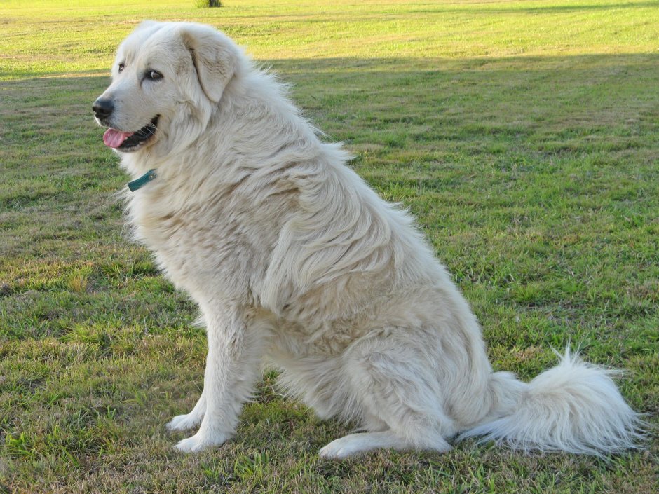 Покормите бездомных жи,во