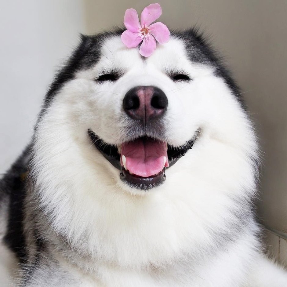 Белая собака Эстетика