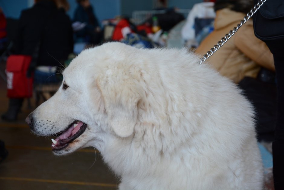 Мареммо абруццкая овчарка 3 месяца