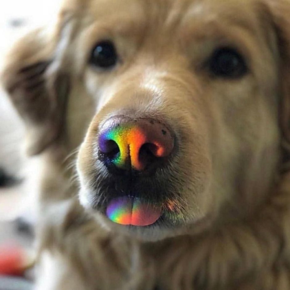 Желтая бирка на ухе у собаки