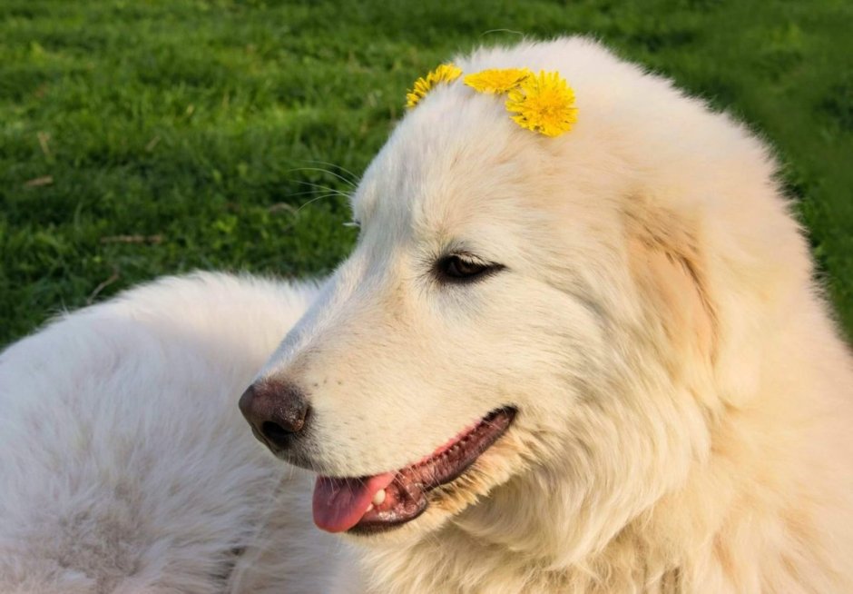 Мягкая игрушка Hansa щенок мареммо-абруццкой овчарки лежащий 14 см