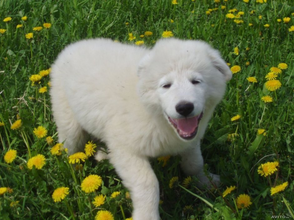 Маремма-абруццкая овчарка