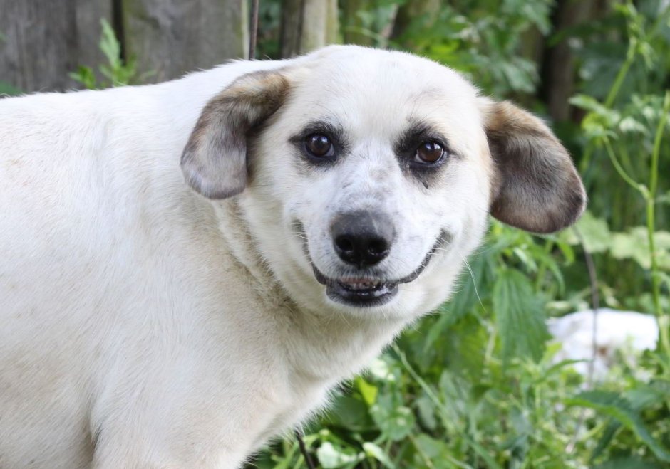 Собака улыбака