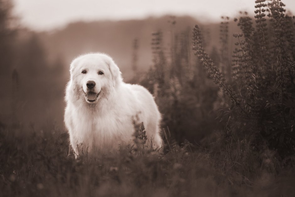 Отравление собак карбохолином