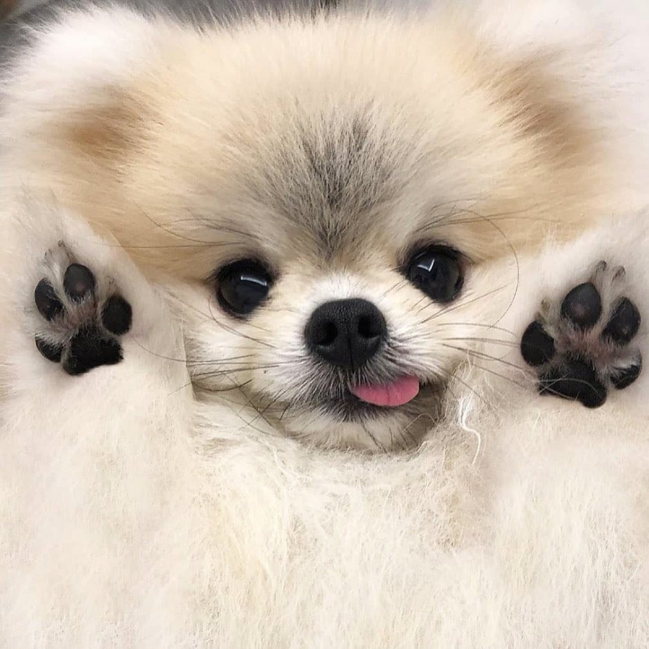 Собака целует