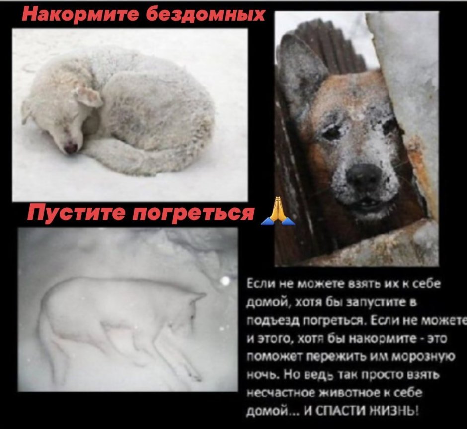 Приснилась белая собака