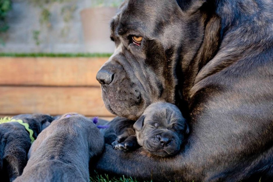 Кане Корсо (Cane Corso)