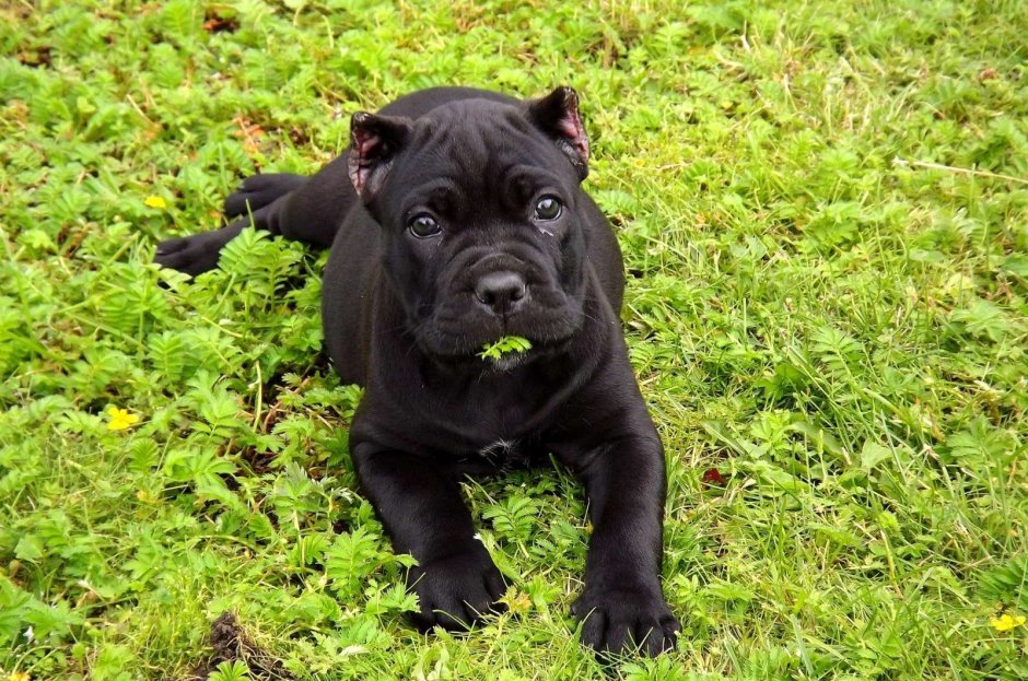 Кане Корсо (Cane Corso)
