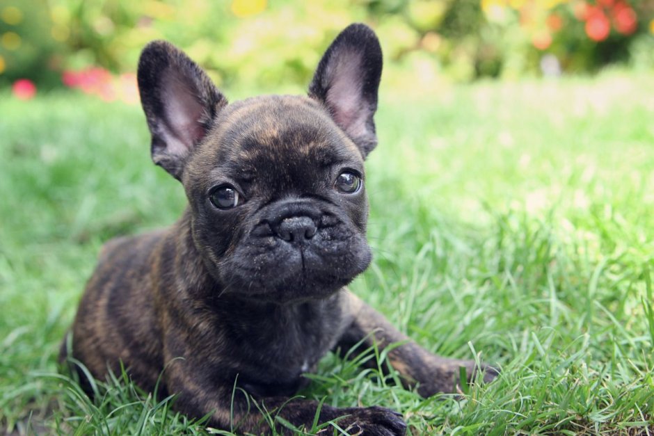 Французский бульдог Brindle