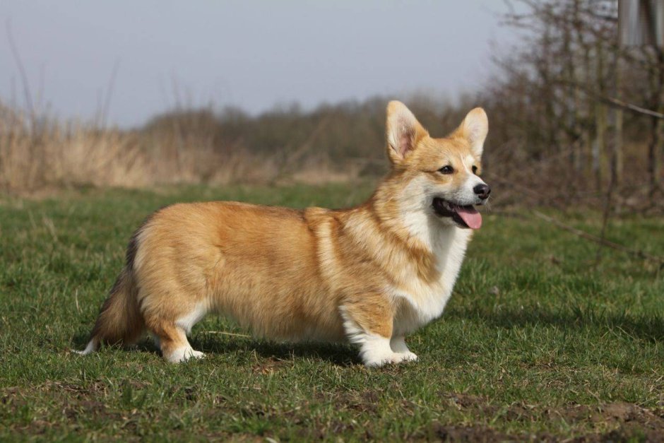 Шотландский корги