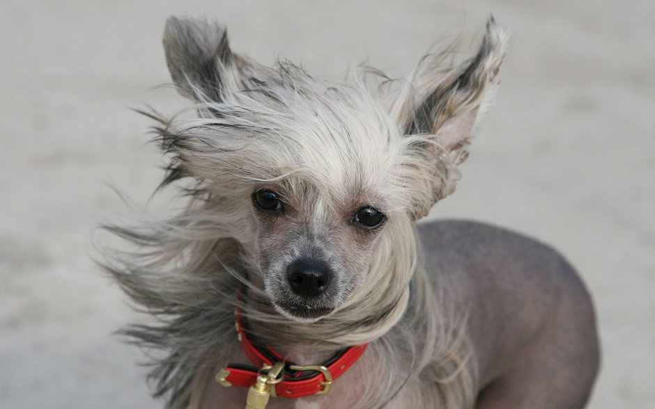 Китайская хохлатая собака (Chinese Crested)