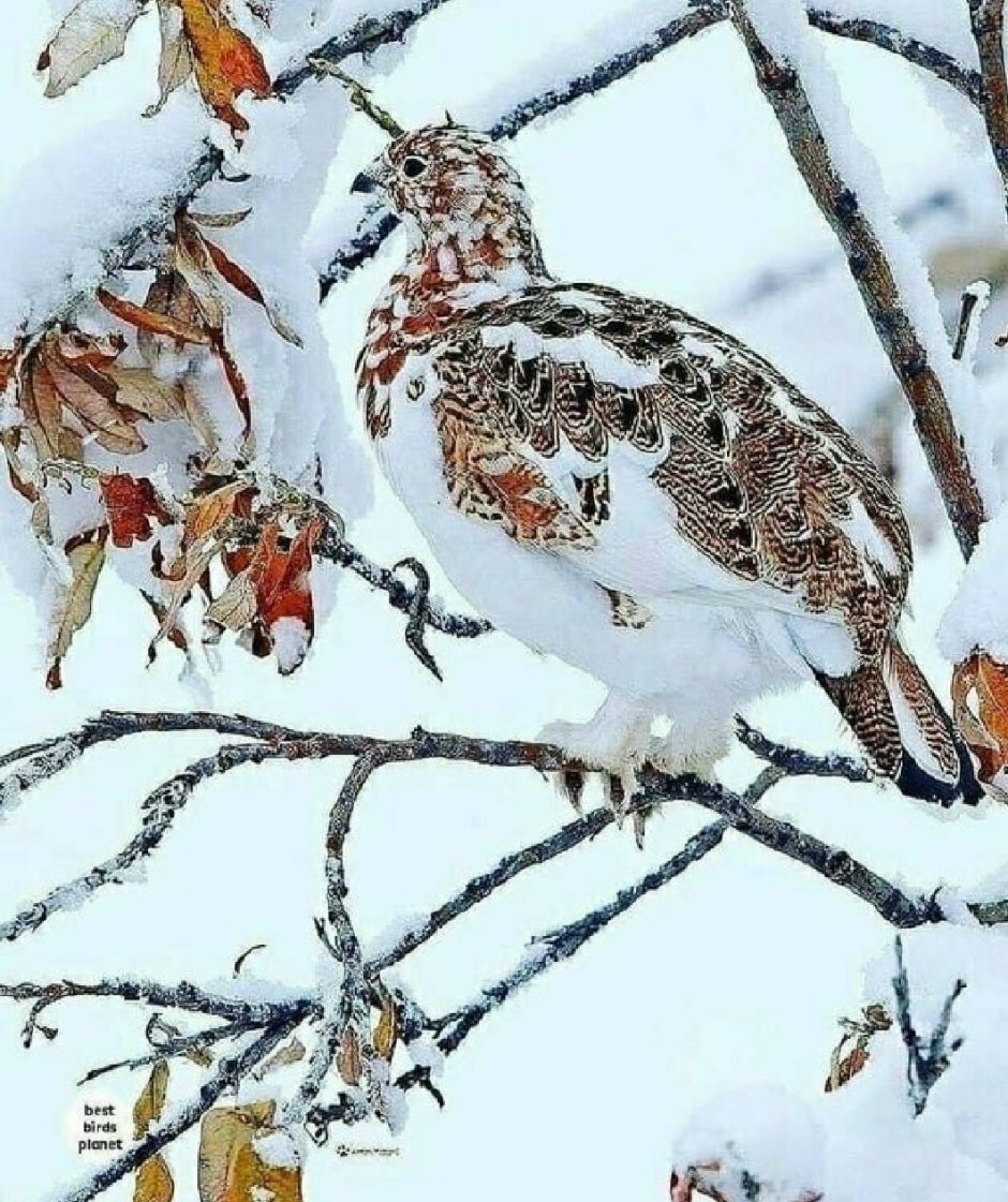 Тундровая куропатка