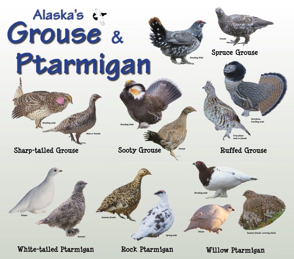 Ptarmigan перевод на русский