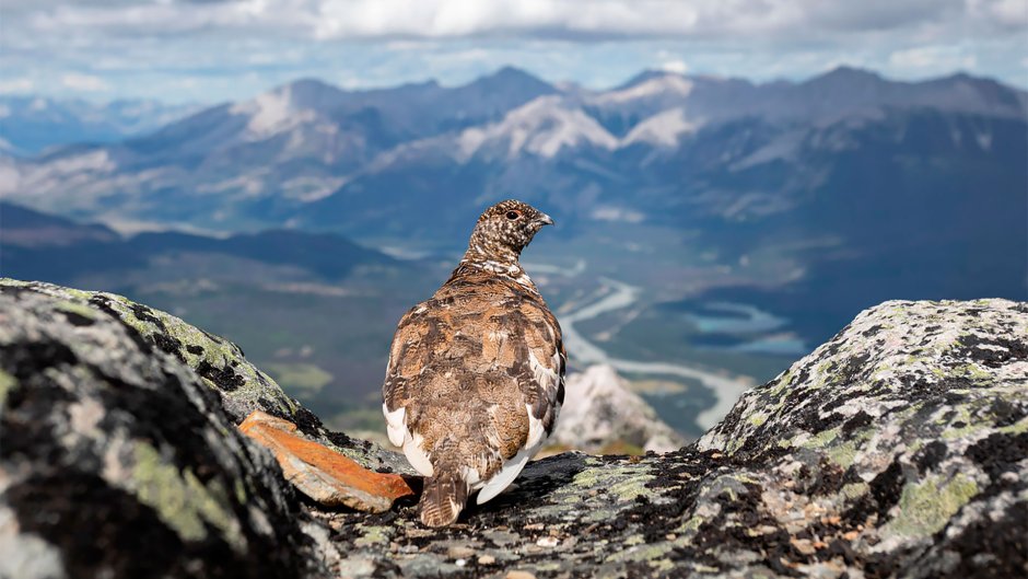 Rock Ptarmigan