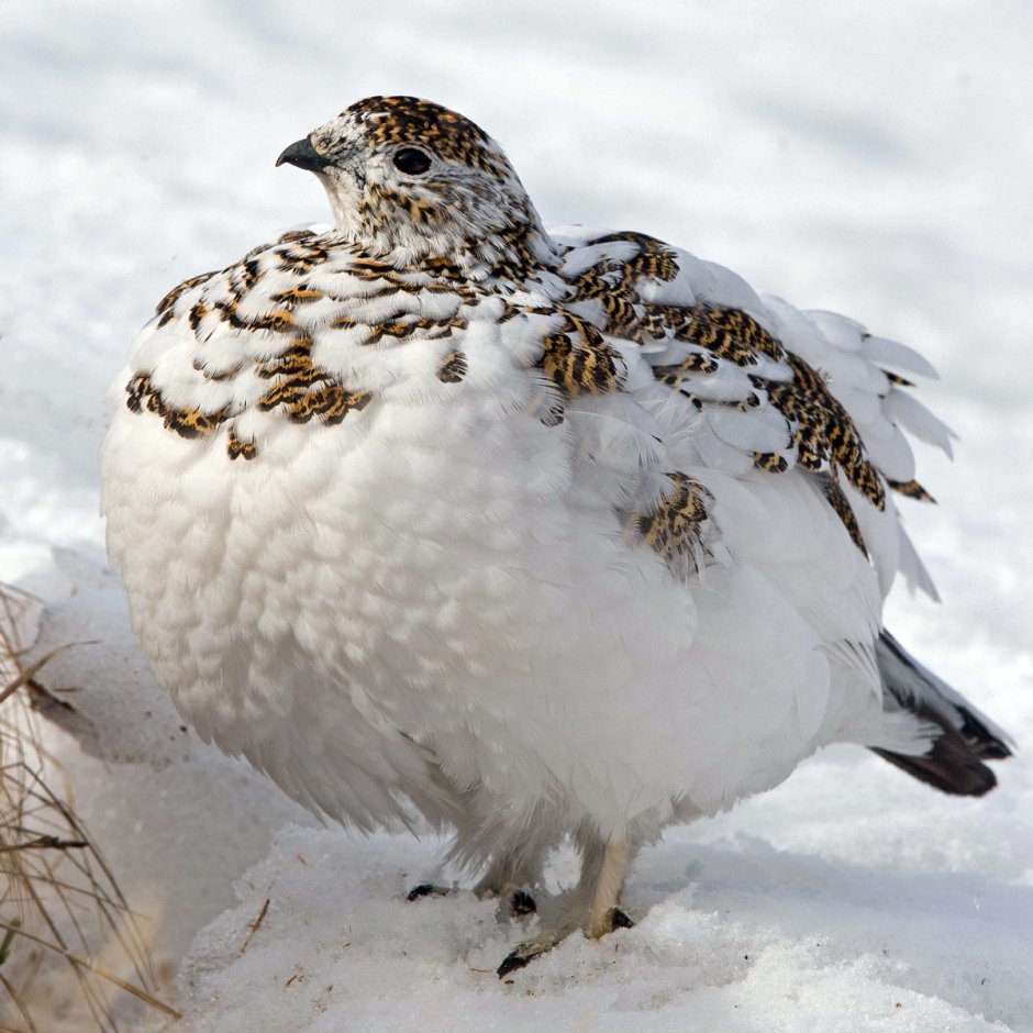 Белая куропатка (lagopus lagopus)