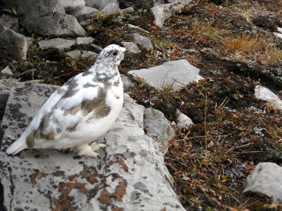 Fermented Bird Greenland