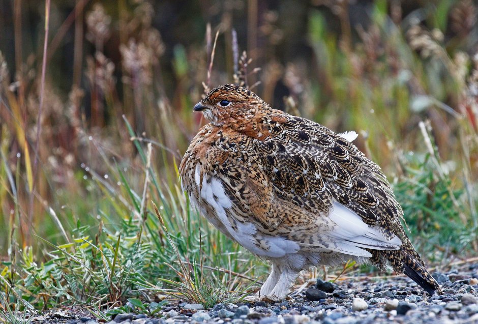 Willow Ptarmigan artwork